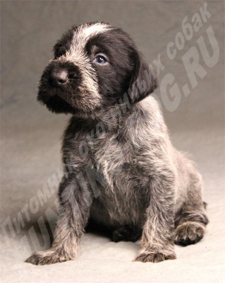 Щенок дратхаар